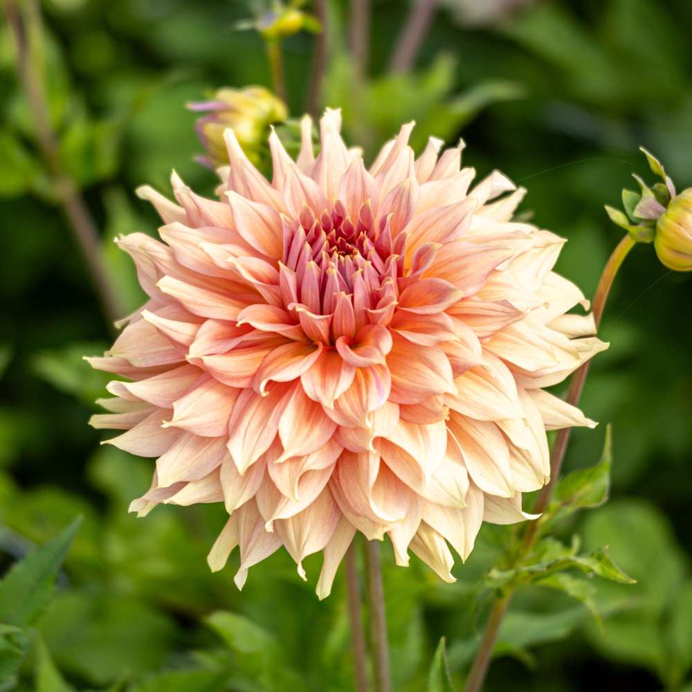 Dahlia 'Fairway Spur'